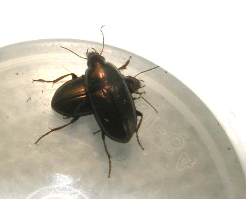 Da identificare: Amara aenea