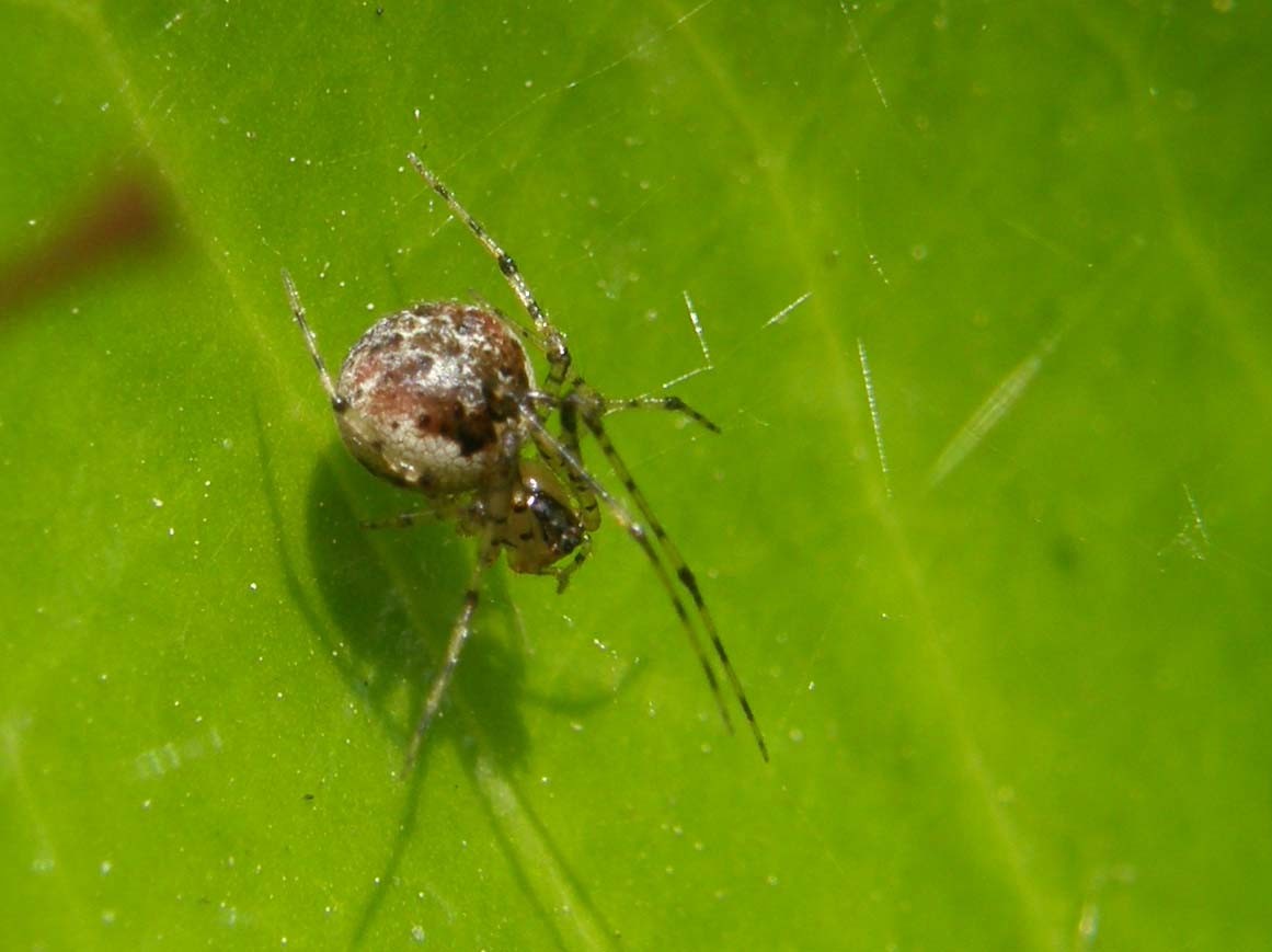 Theridion sp.
