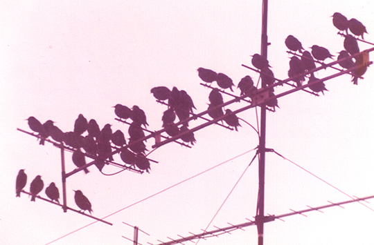 Gli storni...e la gru!