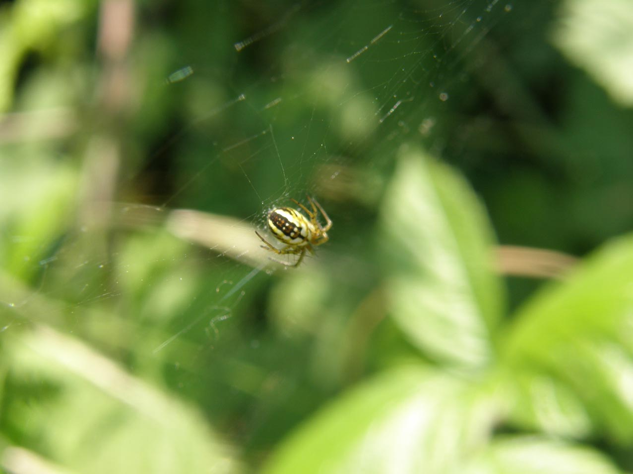 Mangora acalypha