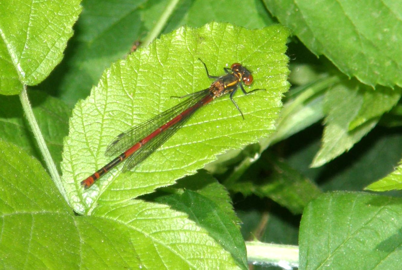 Piccola libellula da identificare - Pyrrhosoma nymphula