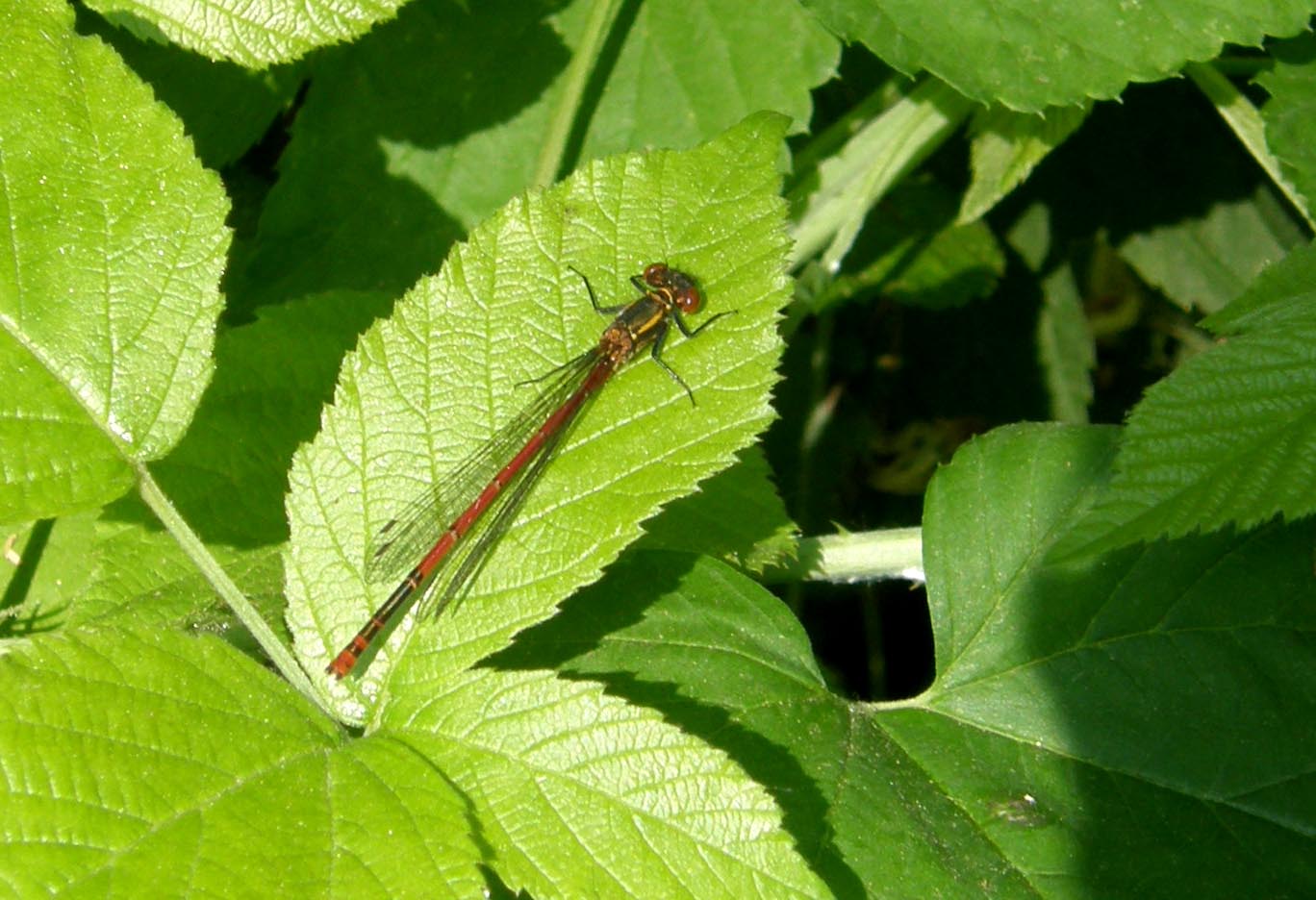 Piccola libellula da identificare - Pyrrhosoma nymphula