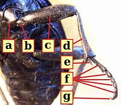 Pentatomidae (?) da identificare