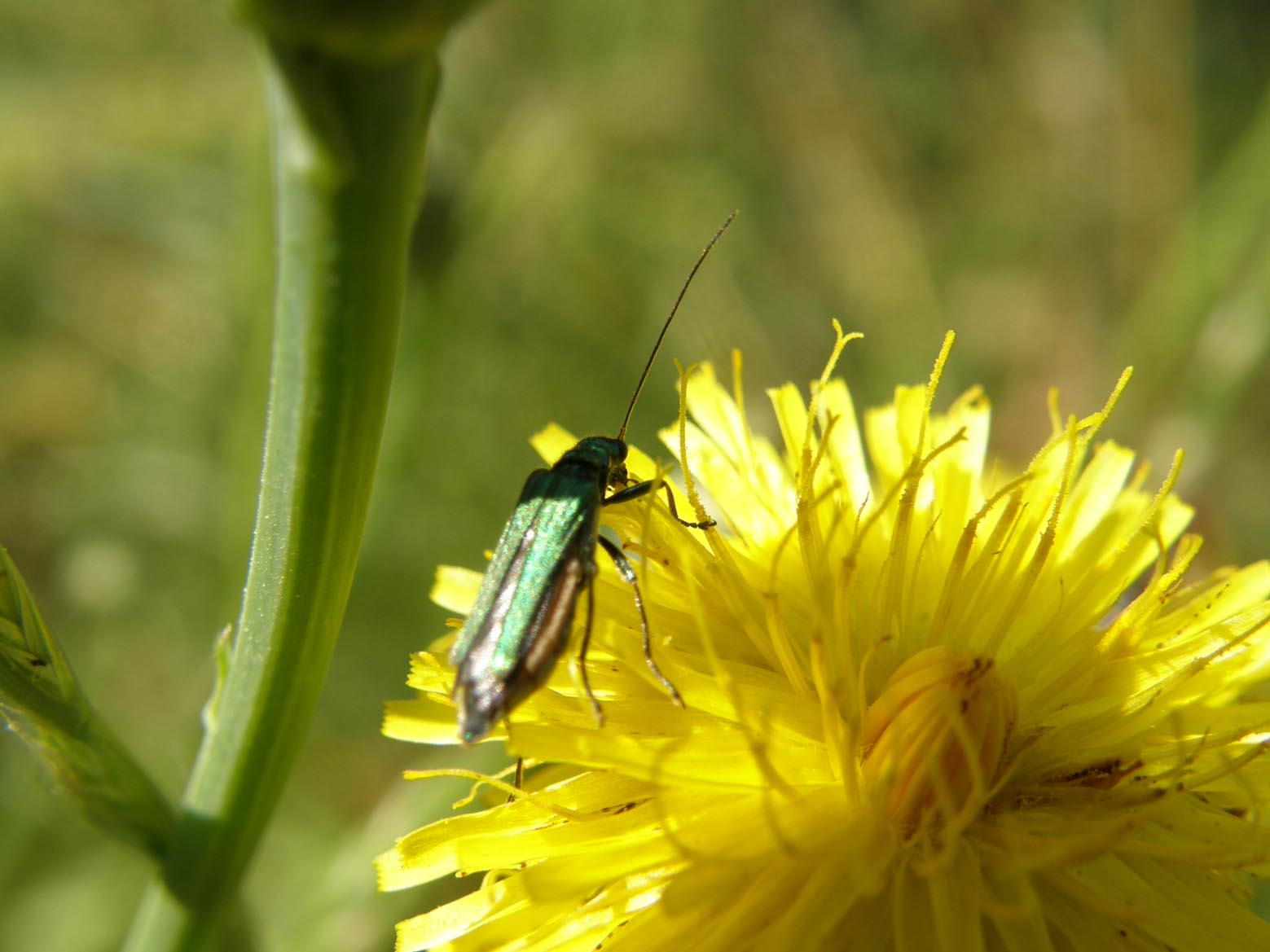 Oedemeridae da identificare: Oedemera nobilis