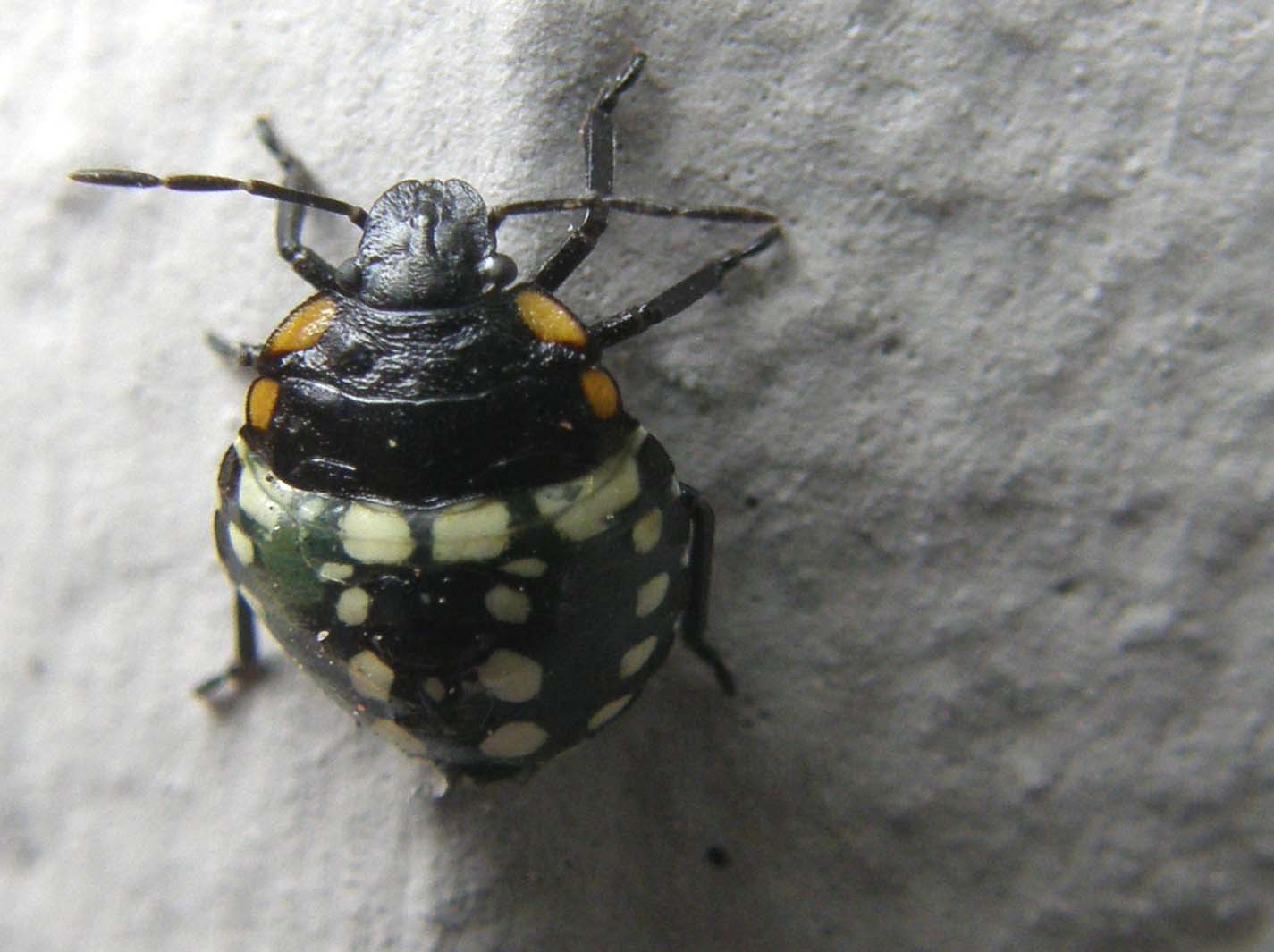 Ninfa di Nezara viridula