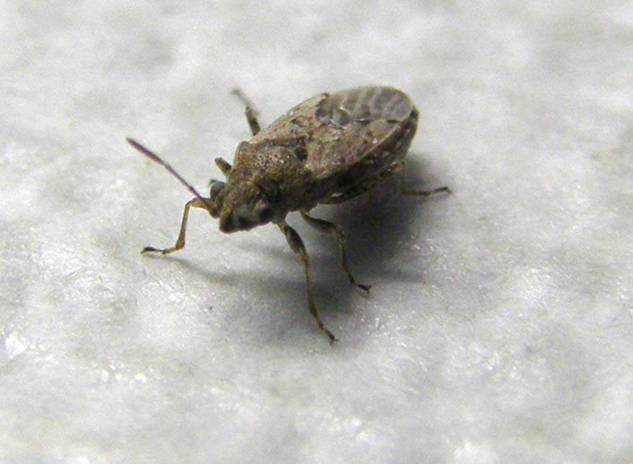 Lygaeidae: Nysius del gruppo thymi/ericae di Milano
