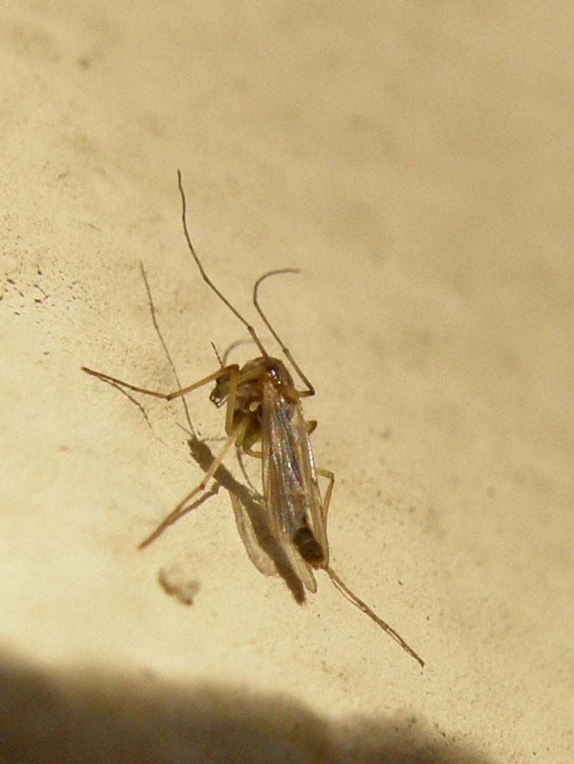 Zanzara da identificare