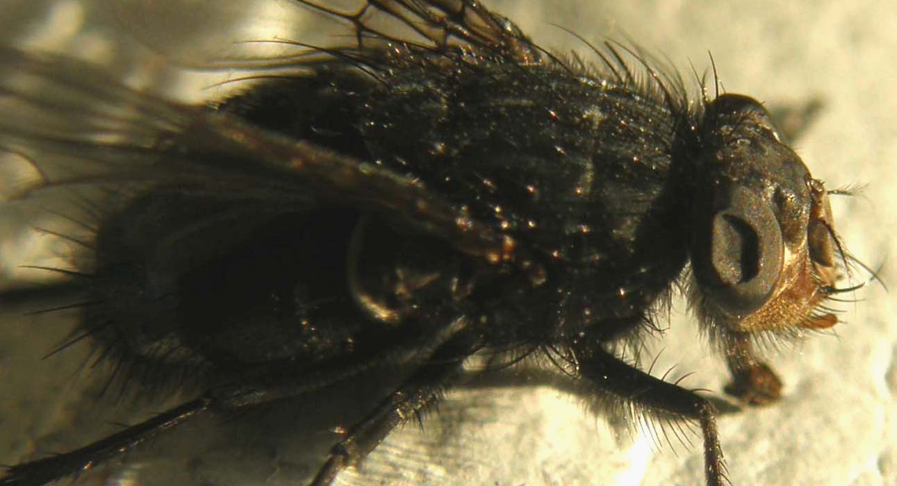 Sirfide da identificare