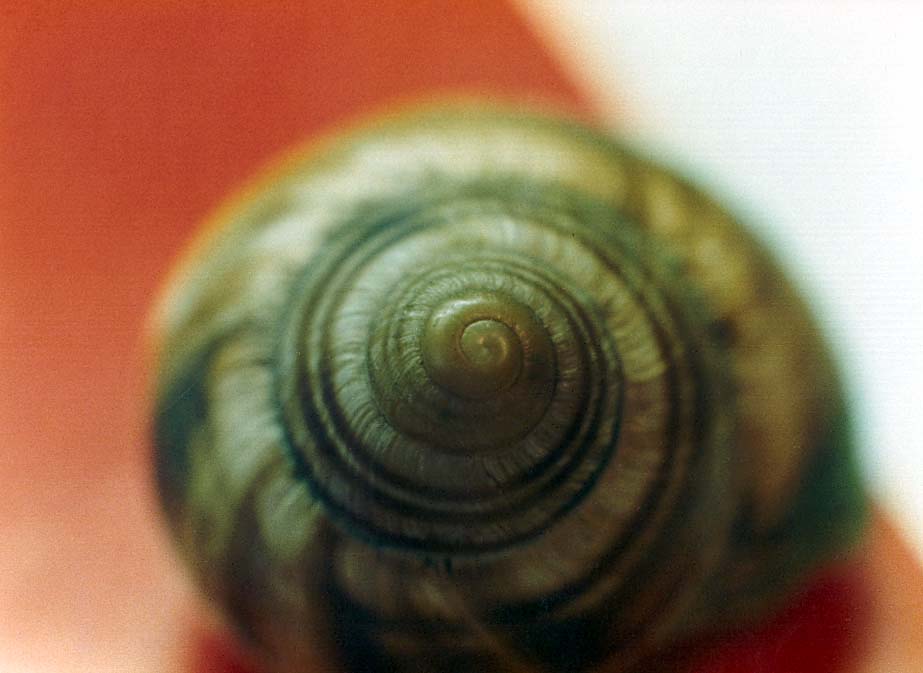 Chiocciole da identificare