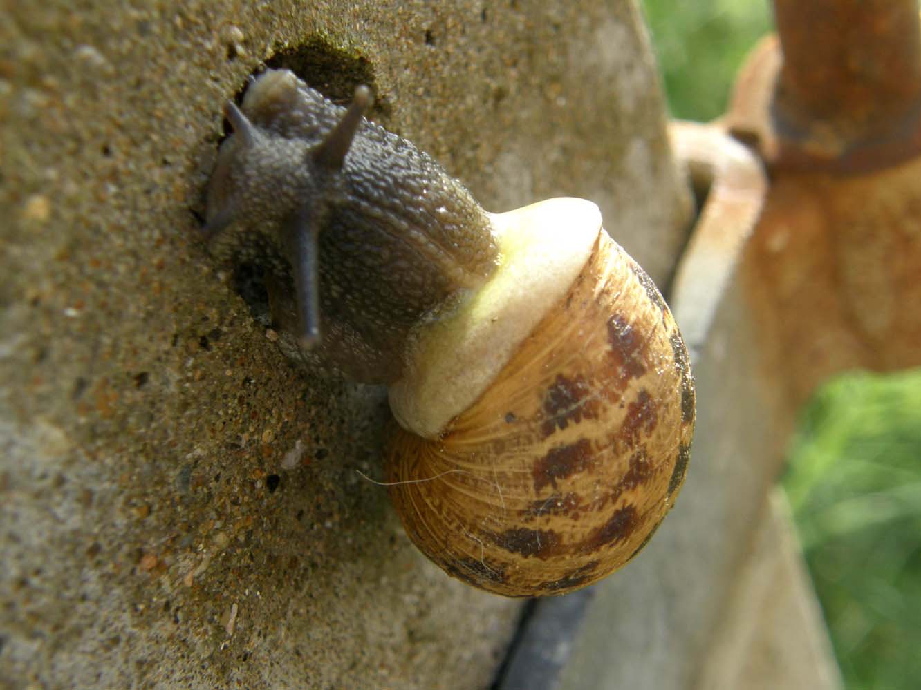 Helicidae da identificare
