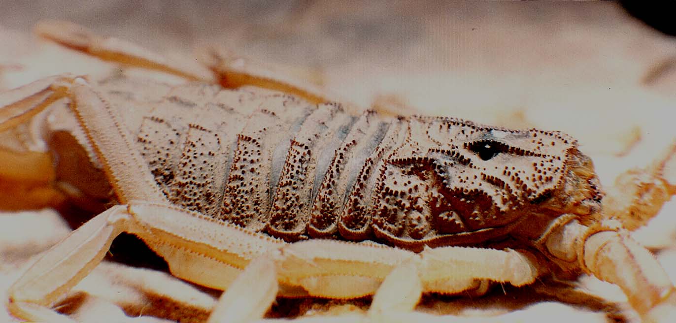 Scorpioni sahariani: Androctonus australis e Buthus sp.