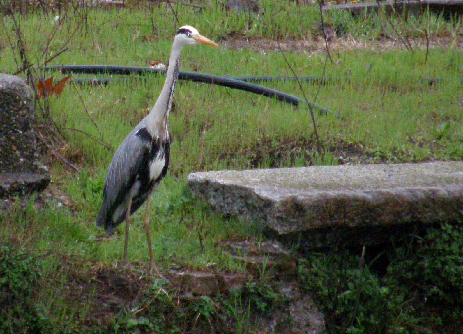 Airone cenerino (Ardea cinerea) ...a pesca nel centro di Milano