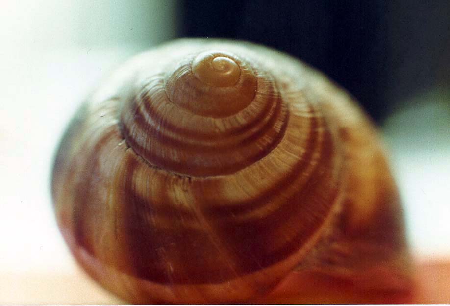 Chiocciole da identificare