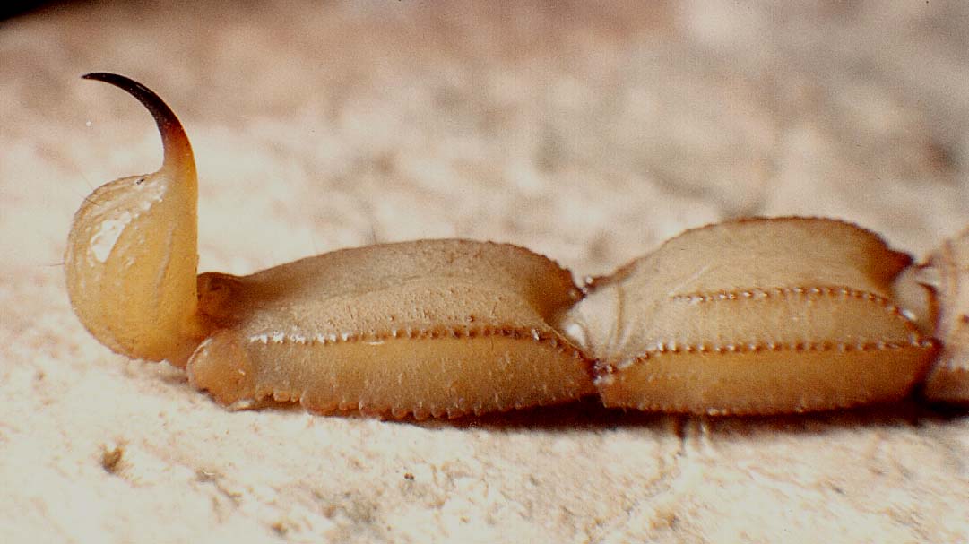 Scorpioni sahariani: Androctonus australis e Buthus sp.
