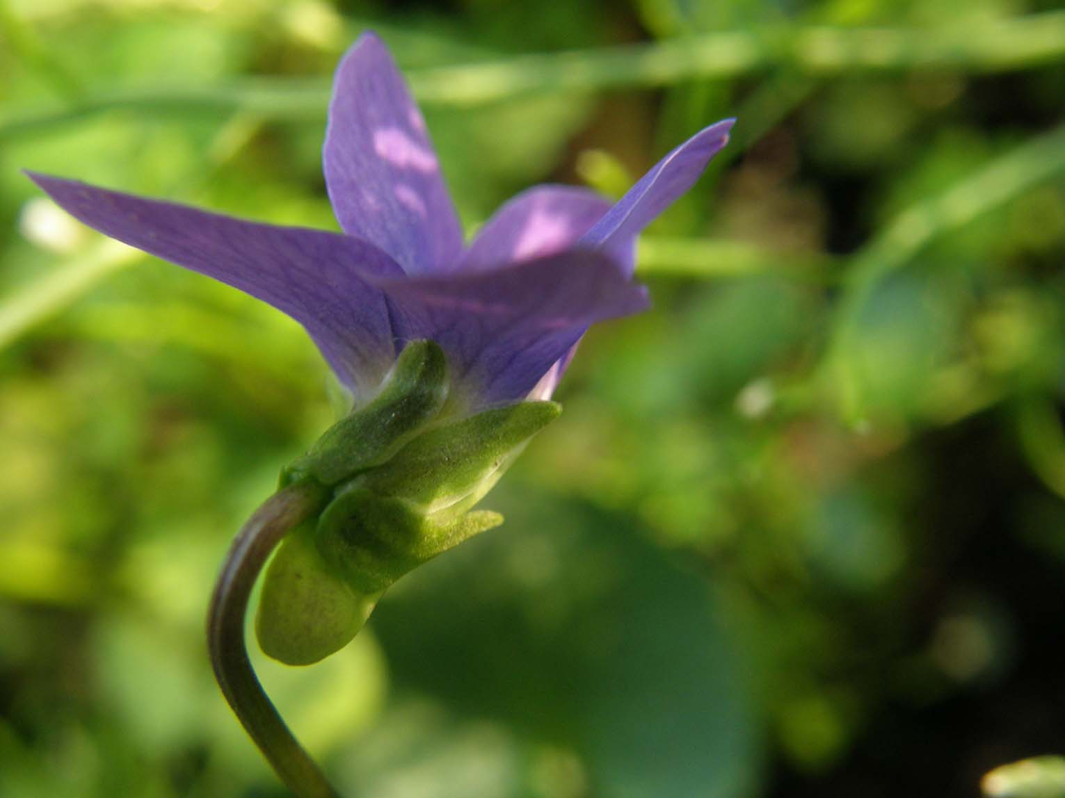 Viola sororia  / Viola sorella