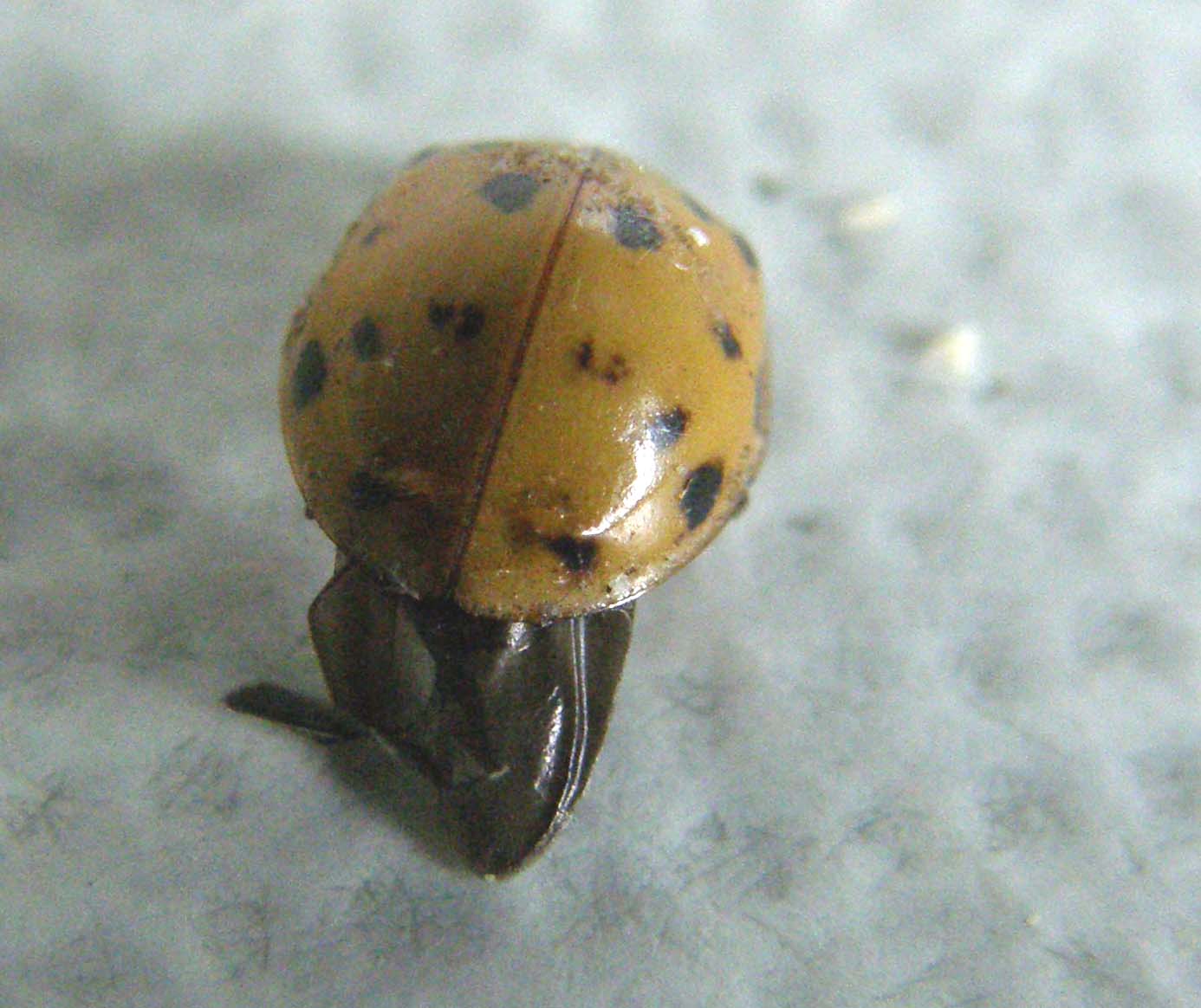 Un''altra Harmonia axyridis
