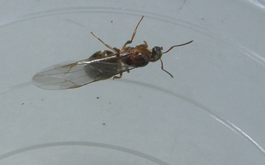Grossa formica alata: probabile Lasius emarginatus