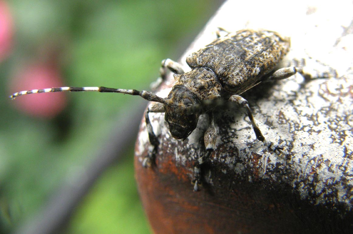 Cerambycidae da identificare: Aegomorphus clavipes