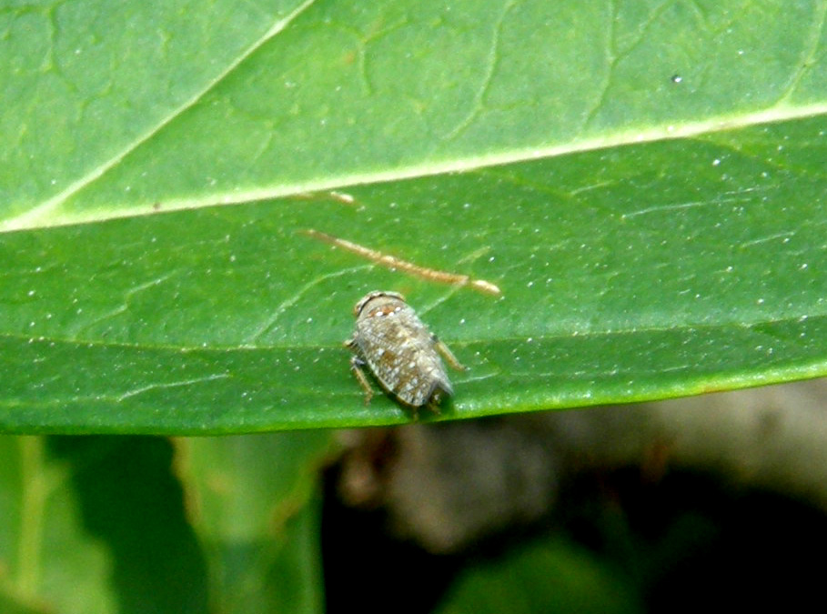 Cicadellidae  Deltocephalinae