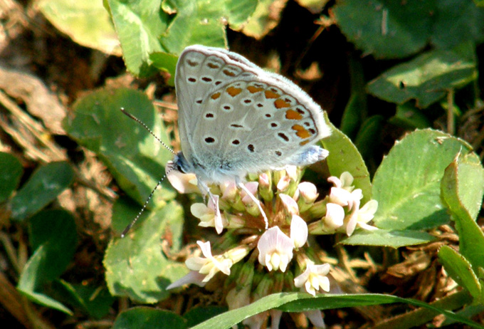 Polyommatus icarus