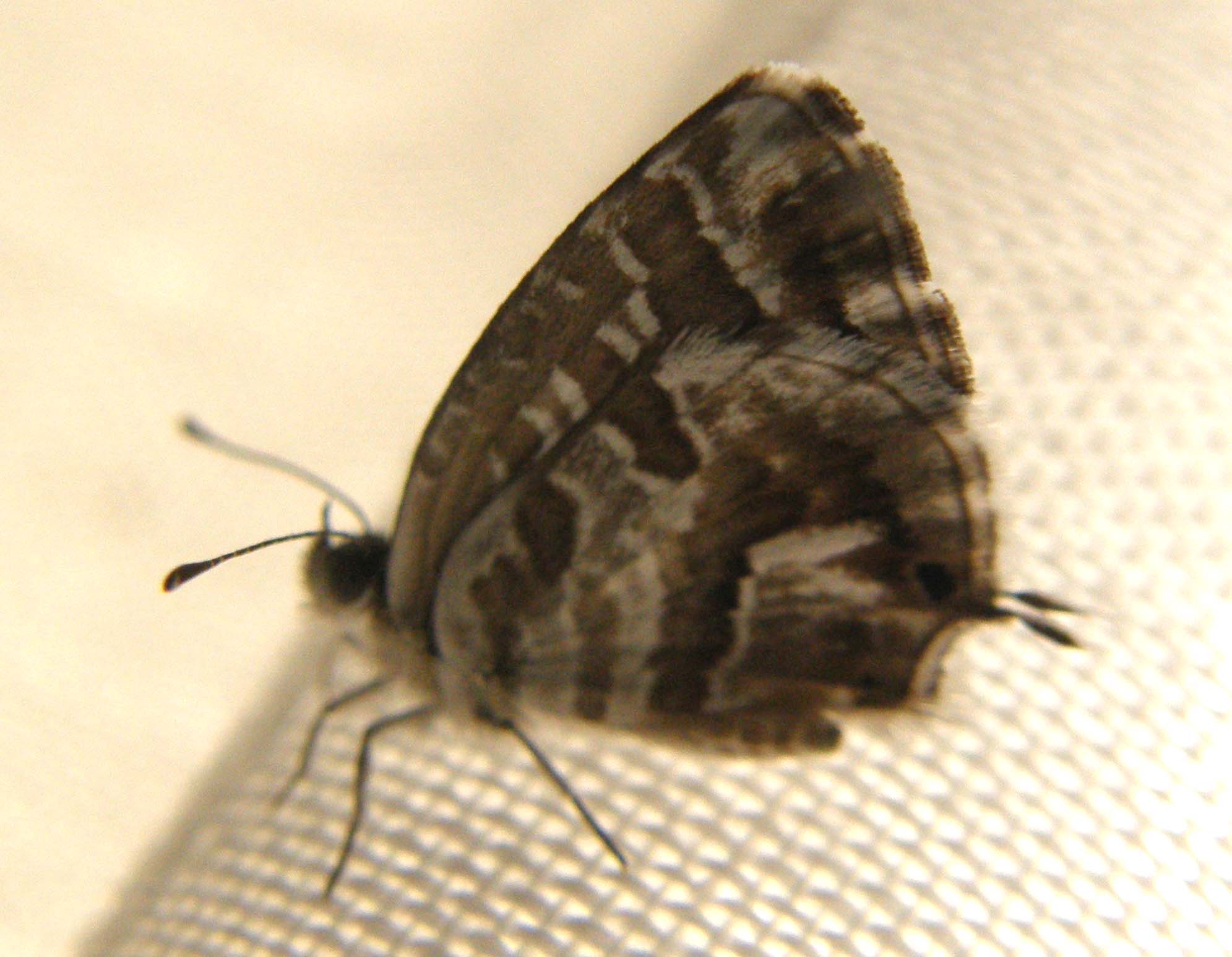 Cacyreus marshalli