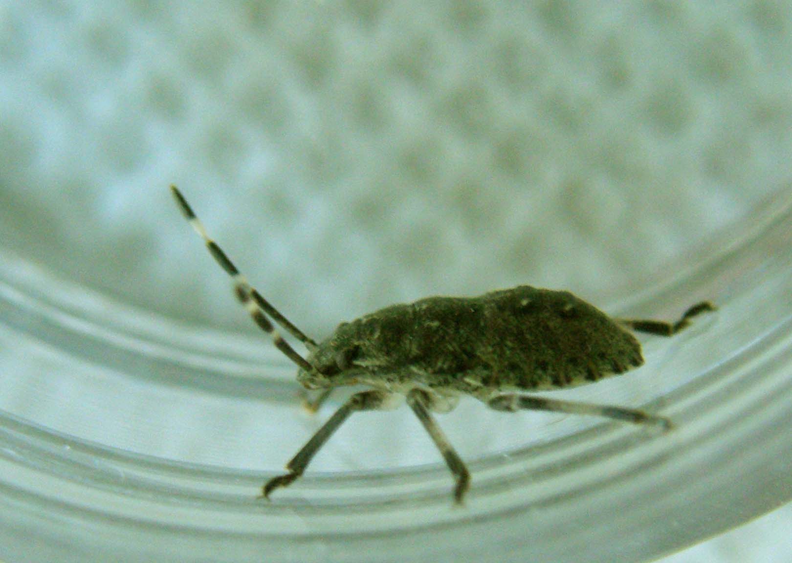 Pentatomidae: giovani di Rhaphigaster nebulosa