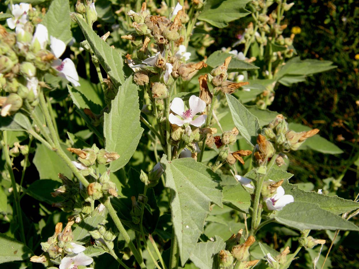 Althea officinalis (Malvaceae)