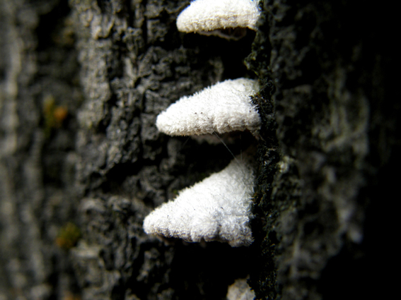 Schyzophyllum commune?