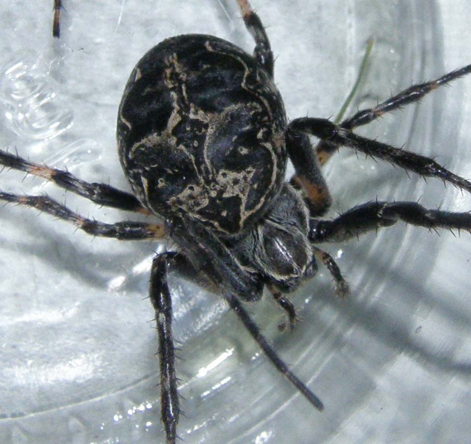 Larinioides sclopetarius
