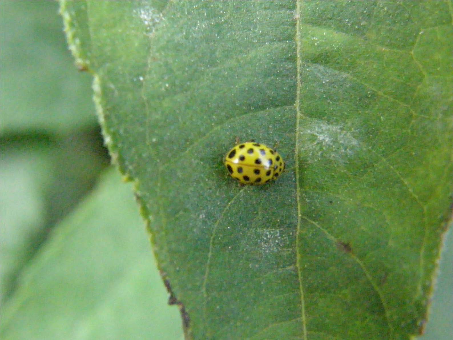 Psyllobora vigintiduopunctata  e larva?