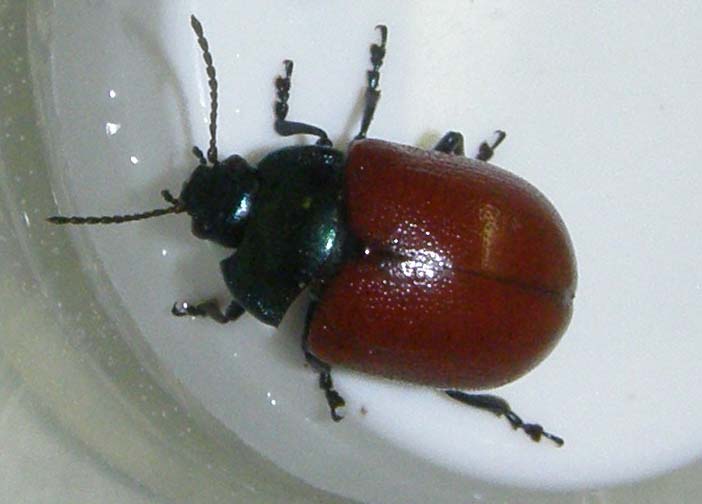 Crisomelide rosso da identificare - Crysolina grossa