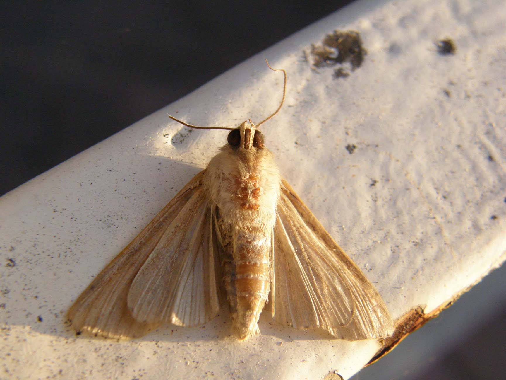 Falena da identificare