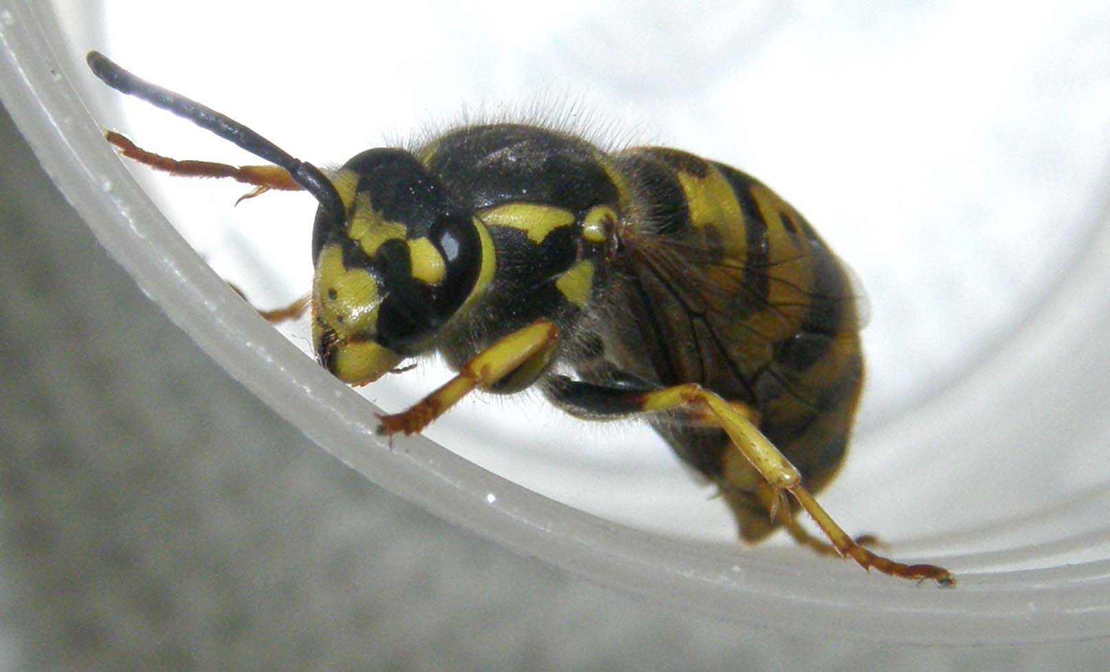 Vespula germanica F (Vespidae)