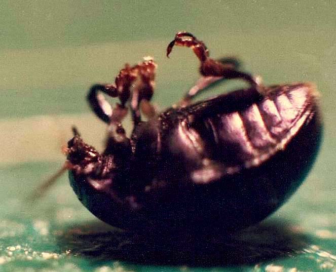 Due coleotteri da identificare