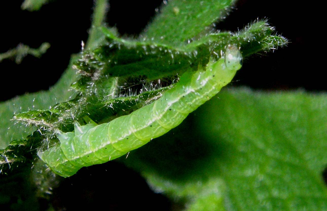 Piccoli bruchi crescono...(Chrysodeixis chalcites)