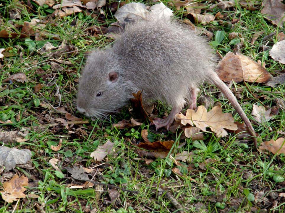 Nutria albina - Basiglio (MI)