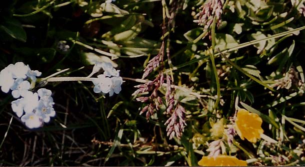 Myosotis sp. (Boraginales - Boraginaceae)