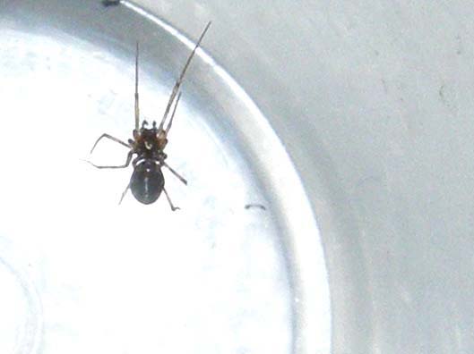 Un altro ragnetto casalingo: Linyphiidae