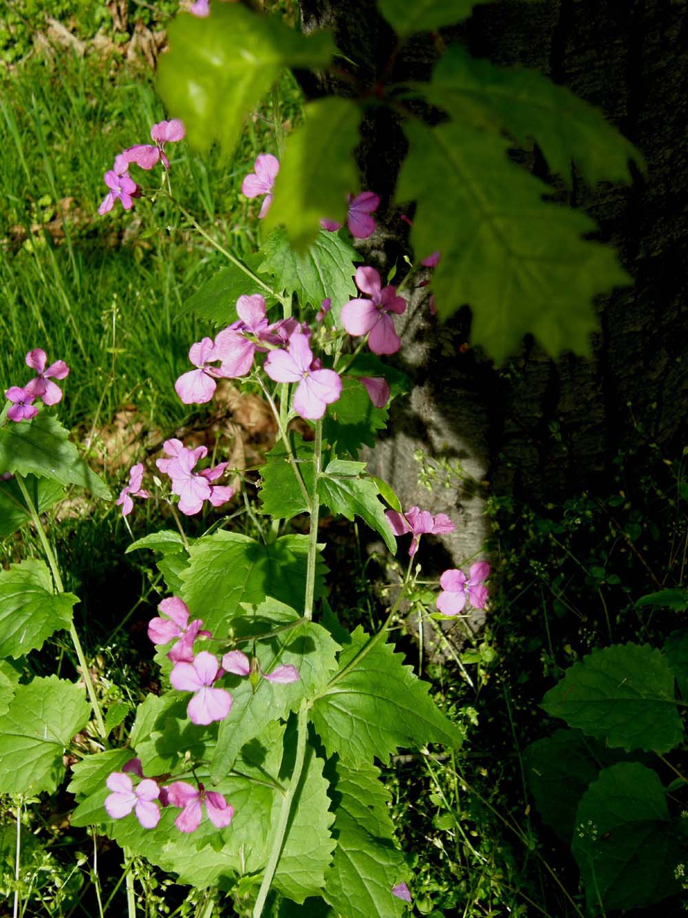Alliaria petiolata e Lunaria annua