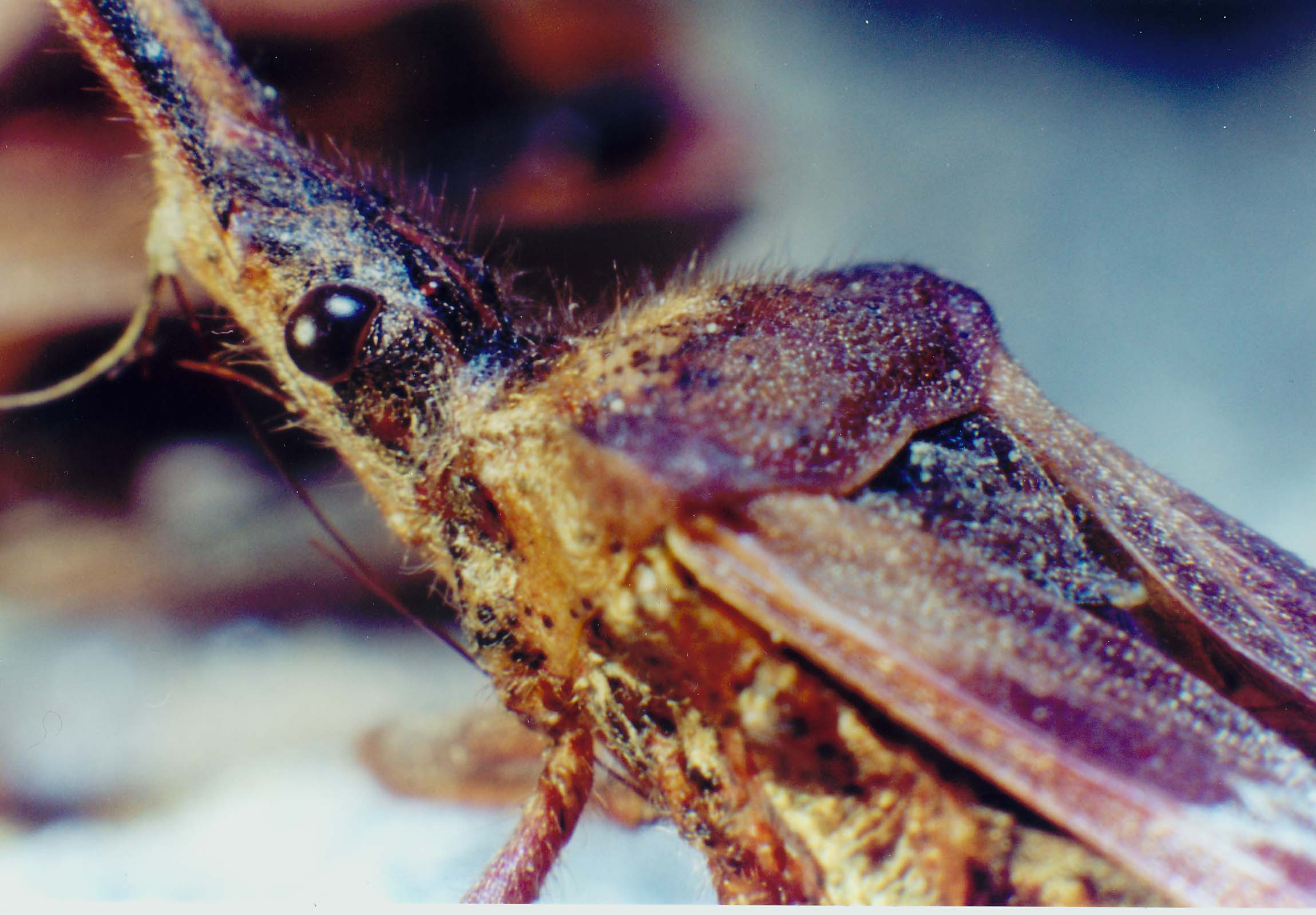 Leptoglossus occidentalis (Coreidae)