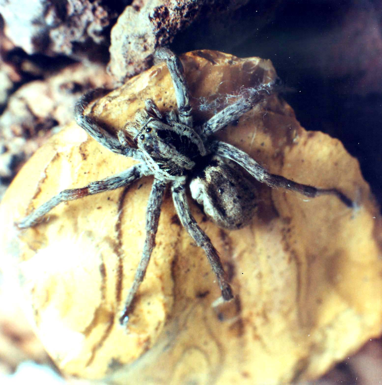 Hogna radiata