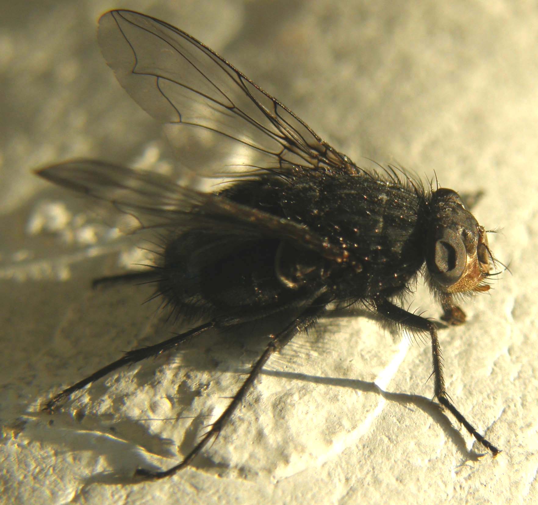 Sirfide da identificare