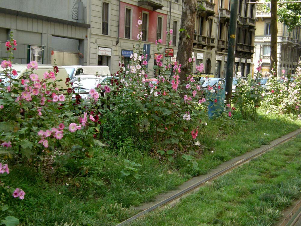 Altee spontaneizzate a Milano