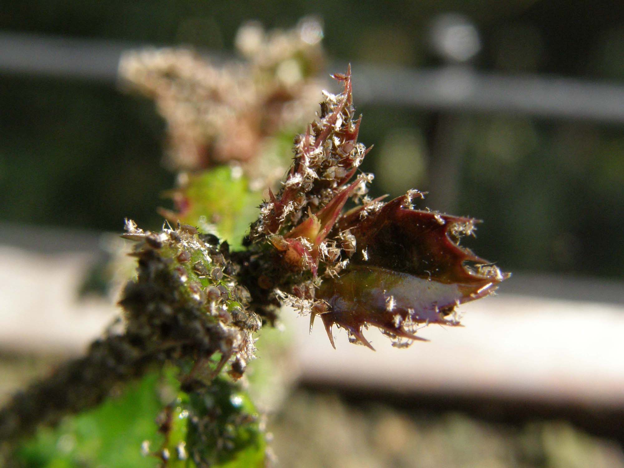 Afididae neri e bruni:  cfr. Brachycaudus sp.