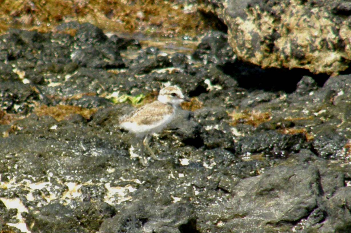 Fratino (Charadrius alexandrinus alexandrinus) delle Canarie (Fueteventura)