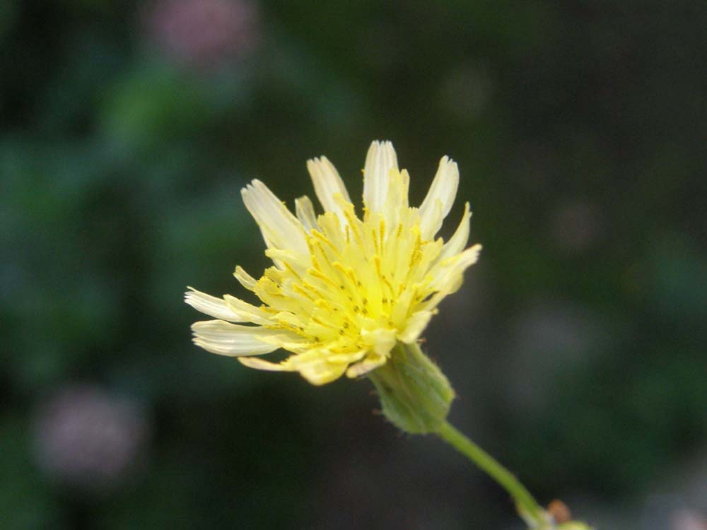 Hypochaeris sp. e Sonchus oleraceus (Asteraceae)