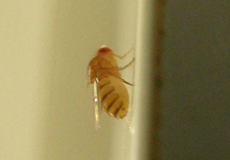 Moscerini da identificare