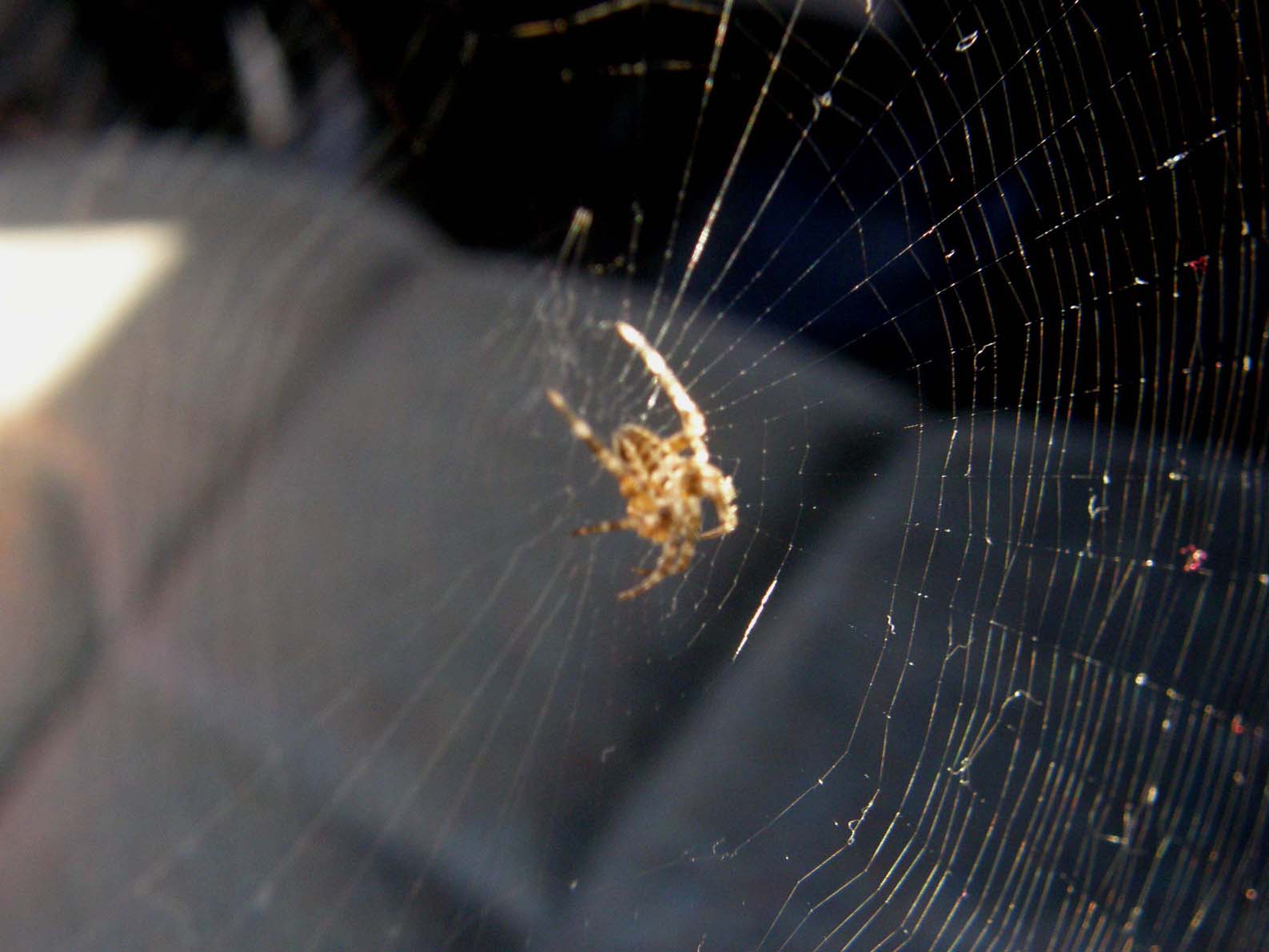 Ragni francesi (Zygiella che tesse e Araneus cf. diadematus)