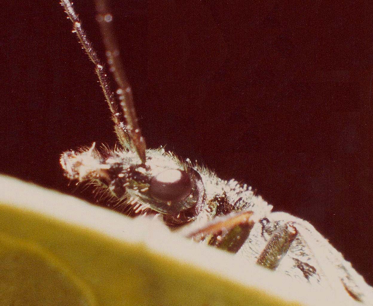 Oedemera?