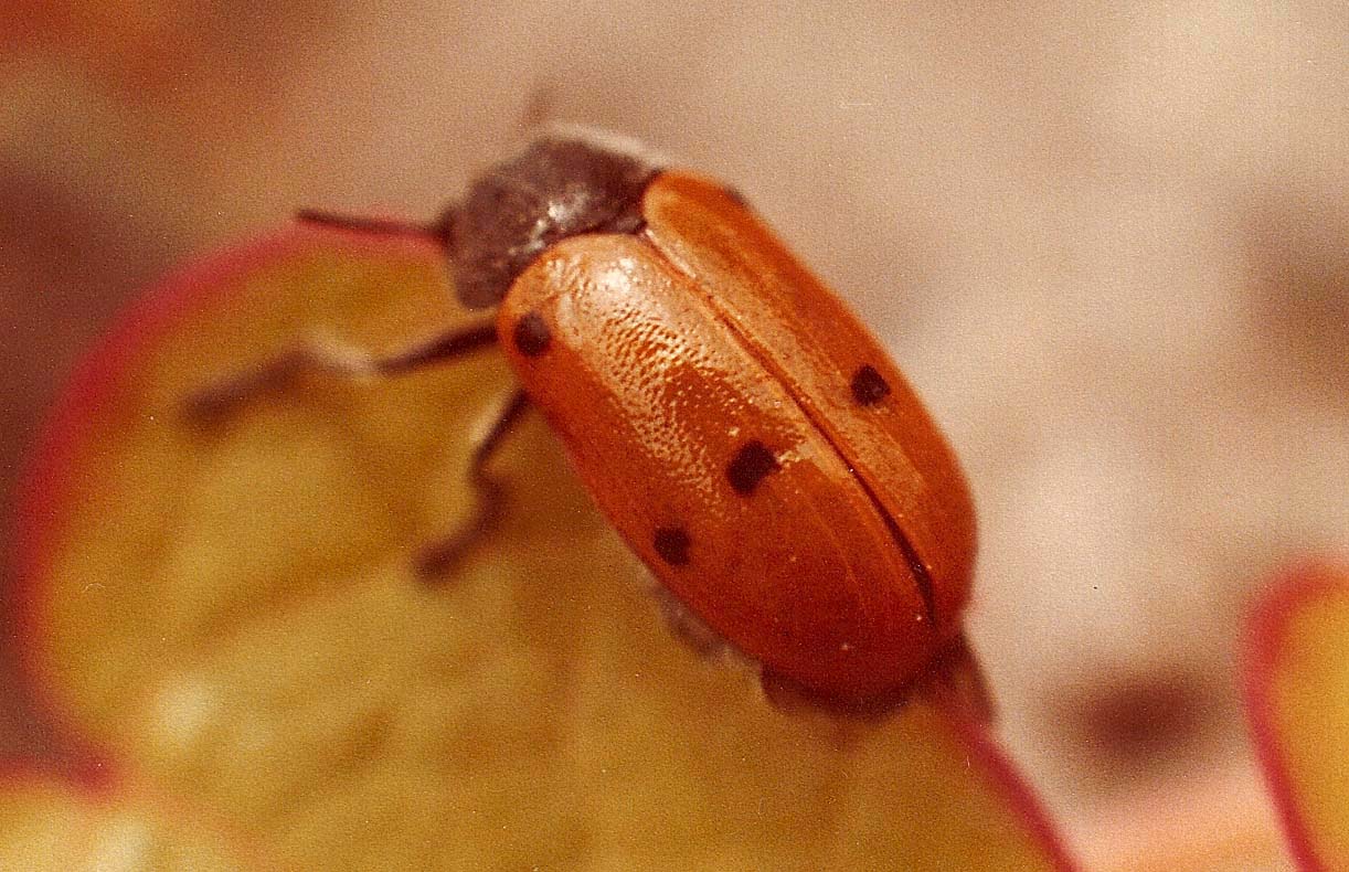 Protaetia cuprea (Cetoniidae) e Lachnaia italica (Chrysomelidae)